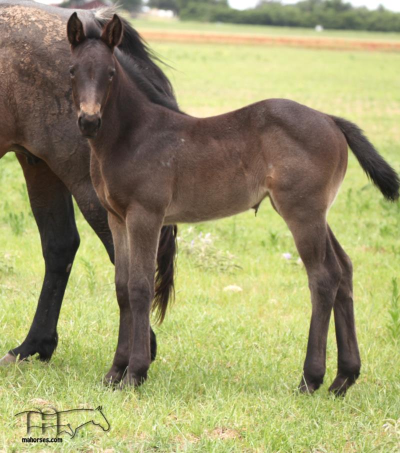 Dividends Perks MA's 2025 roan filly